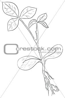 Stem of a plant