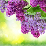 Lilac flowers tree