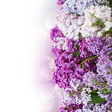border of lilac flowers
