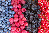 rows of  fresh berries on table