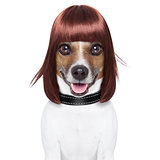 hairdresser dog 