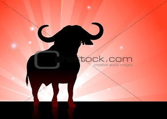 bull onshiny red background