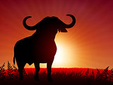 bull on sunset background