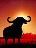 bull on sunset background with skyline