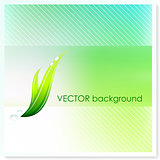 Leaf on Vector Background