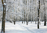 Ski run in winter sunny forest