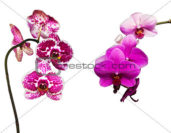 two pink and tiger orchids