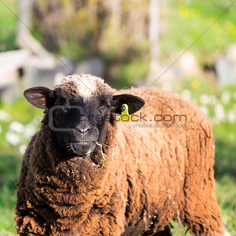 Brown Woolly Sheep