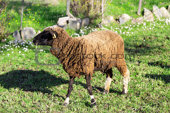 Brown Woolly Sheep