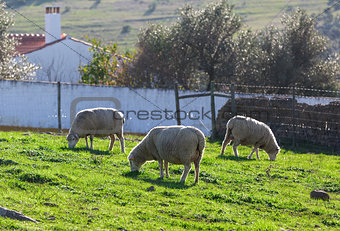 Group White Sheep Grazing