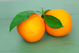 Two big Oranges with Leaves