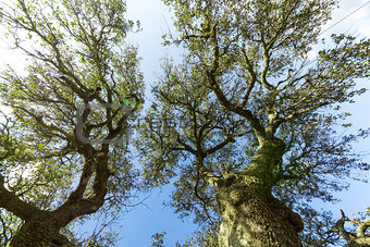 Oak Tree on Blue Sky background