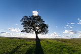 Beautiful Landscape with a Lonely Tree, sun backlit