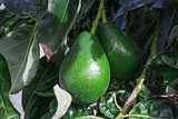 Bunch of Avocado hanging on the tree branch