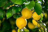 Bunch of Vibrant Ripe Lemons on Tree