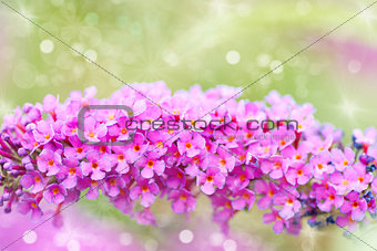 bright purple flowers, autumn flower design.With copy-space