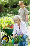 Mature woman engaged in gardening with man in background