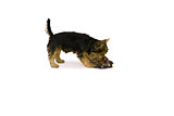 Yorkshire terrier playing with chew toy