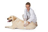 Concerned vet bandaging yellow labrador dog
