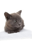 Cute grey kitten sitting on white towel