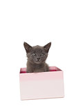 Cute grey kitten sitting in a pink gift box
