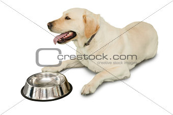 Cute labrador dog lying beside water bottle
