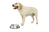 Cute labrador dog standing beside water bowl