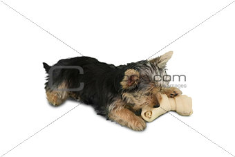 Yorkshire terrier puppy chewing on a bone