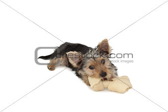 Yorkshire terrier puppy munching on a bone