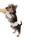 Bandaged yorkshire terrier puppy on a bone