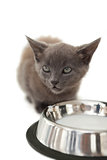 Grey kitten sitting beside milk in a bowl