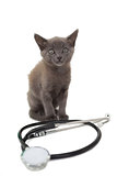 Grey kitten with a stethoscope