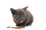 Grey kitten eating kibble