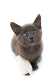 Grey kitten with a bandage on its paw