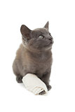 Cute grey kitten with a bandage on its paw