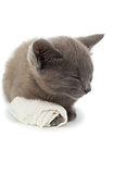 Cute grey kitten sleeping with a bandage on its paw