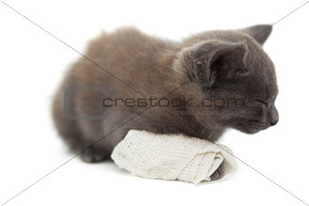 Cute kitten sleeping with a bandage on its paw