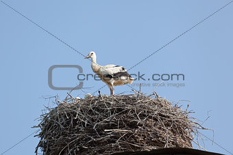 White stork baby birds in a nest