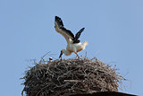 White stork baby birds in a nest