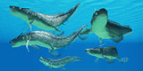 Devonian Xenacanthus Fish