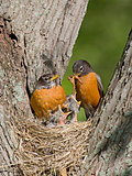 robins feed their young