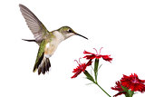 hummingbird and three dianthus