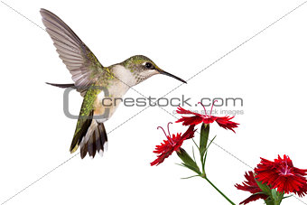 hummingbird and three dianthus