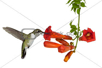 Hummingbird and a Trumpet Vine