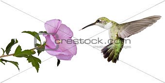 hummingbird floats under a butterfly bush