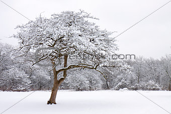 snow kissed tree
