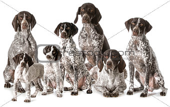 german shorthaired pointers