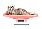 baby white tiger on weight scale