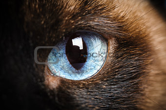 one siamese cat eye macro closeup