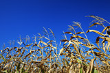 Cornfield and blue clear sky at nice sun day